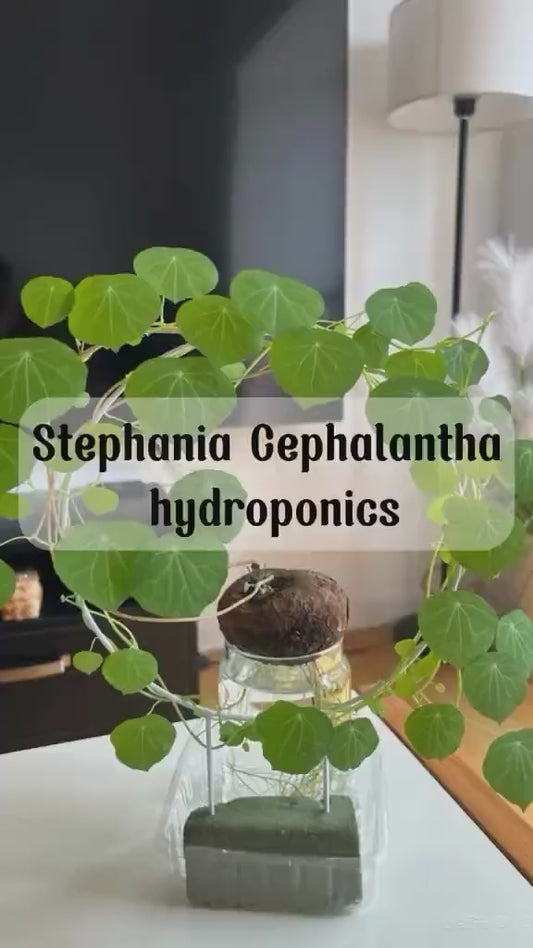 Stephania Erecta Plant